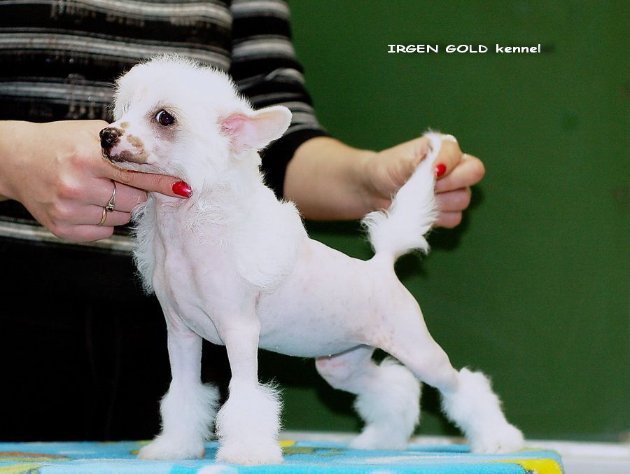 Irgen Gold Yubilighta Usee