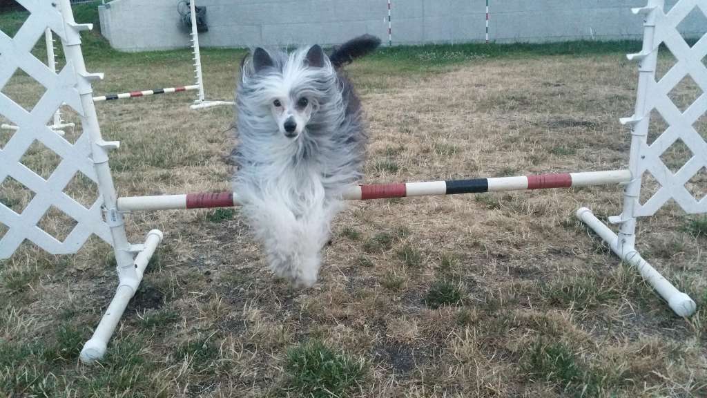 SassyTails Magical Treasure