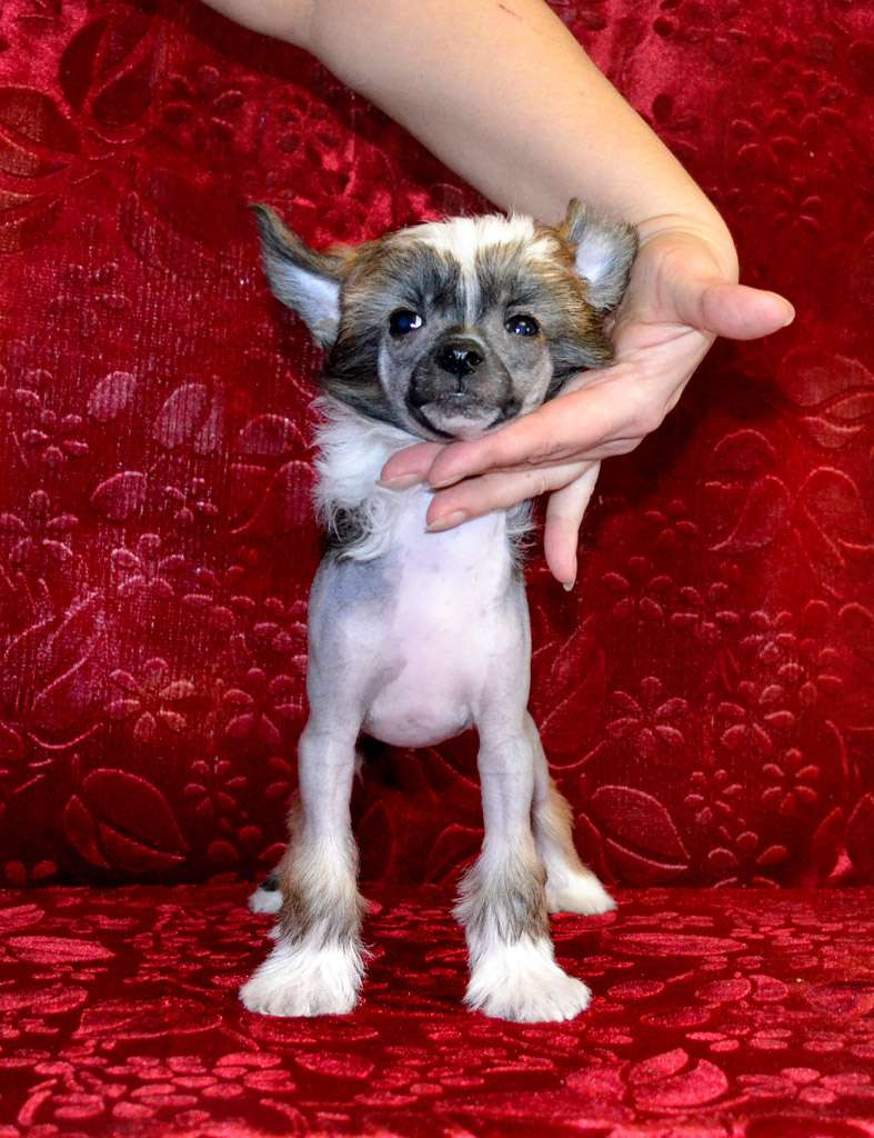 Sharol Shi BodiFlirt