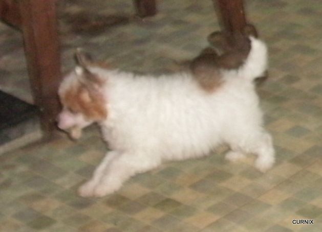 Moretonia Don't  U Dare