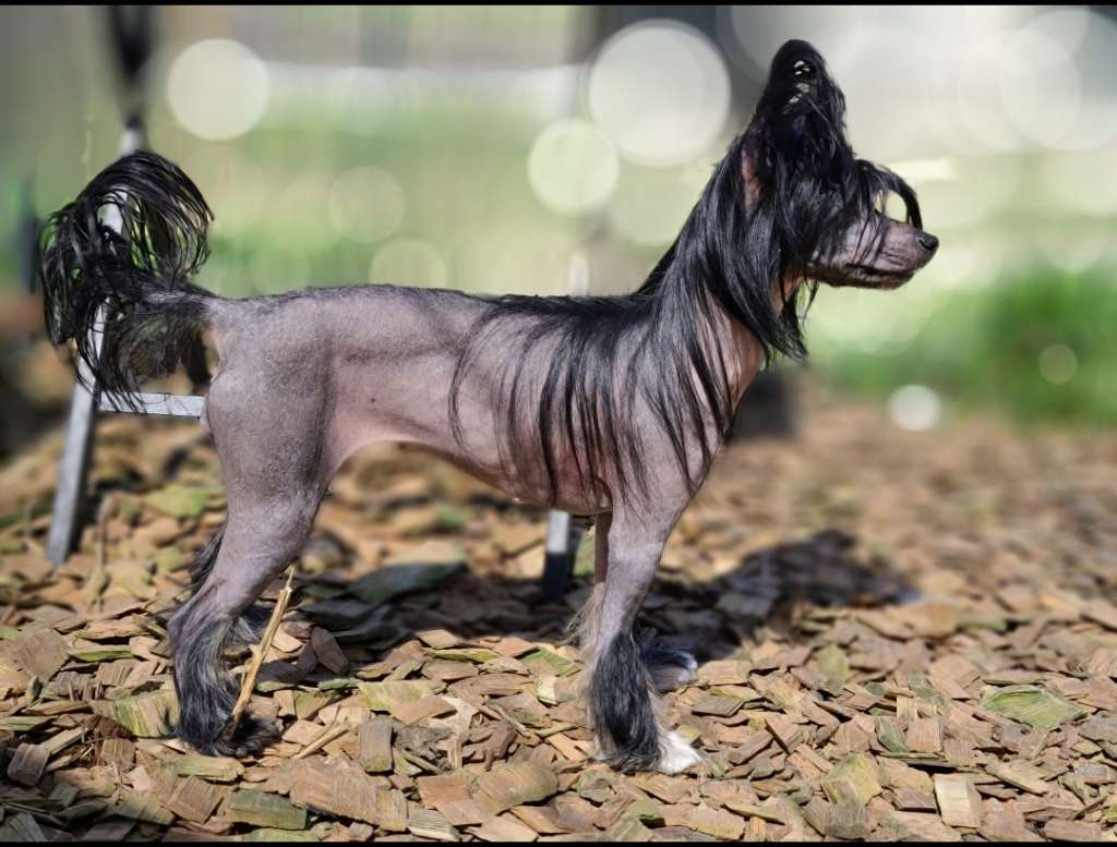 Long Haul's Extra Dark Puppuccino Frappe