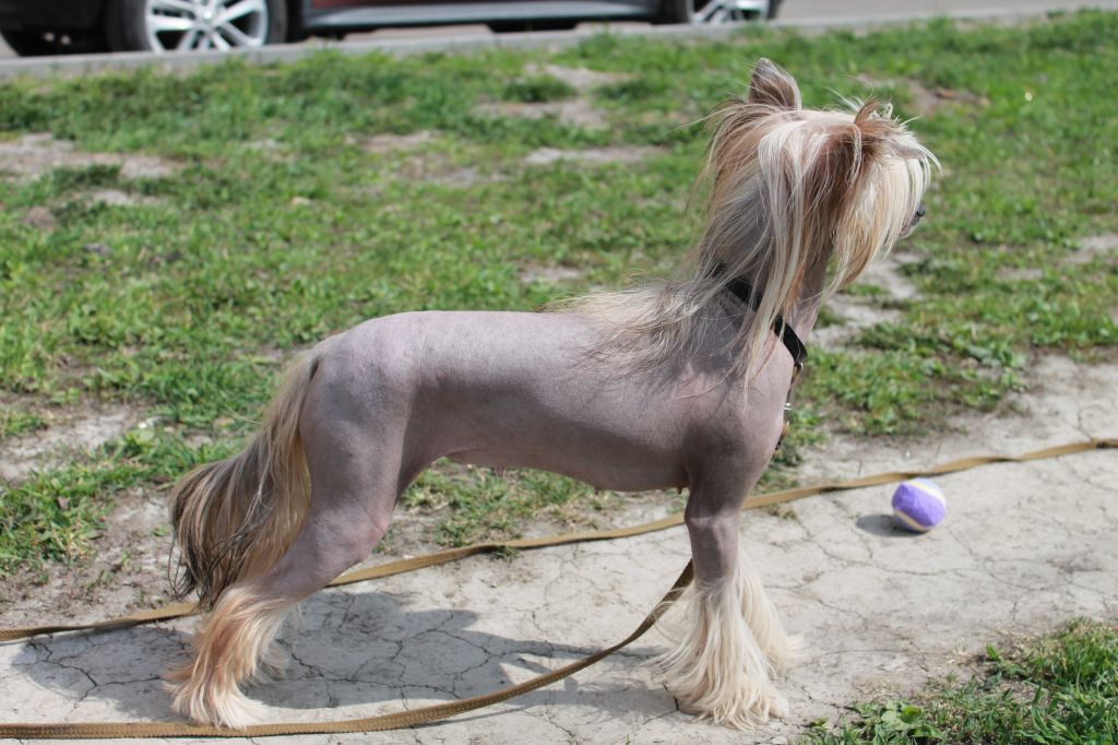 Nevskiy Favorit Yura Beautiful Red