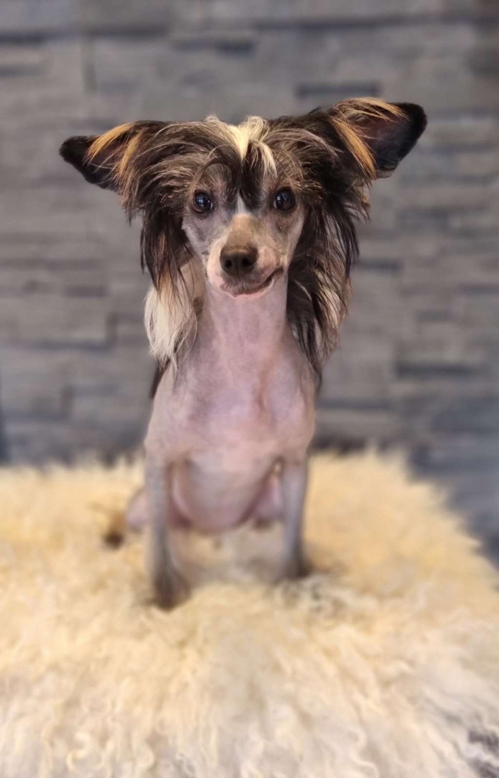 Crested Vixen's Sweet Cappuccino