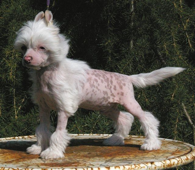 Goliath von Shinbashi