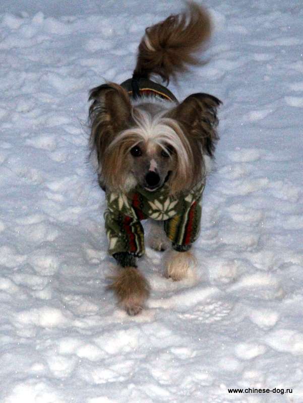 Lanart Campari Ksolo Club