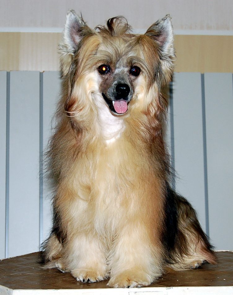 Irgen Gold Daiana Ross