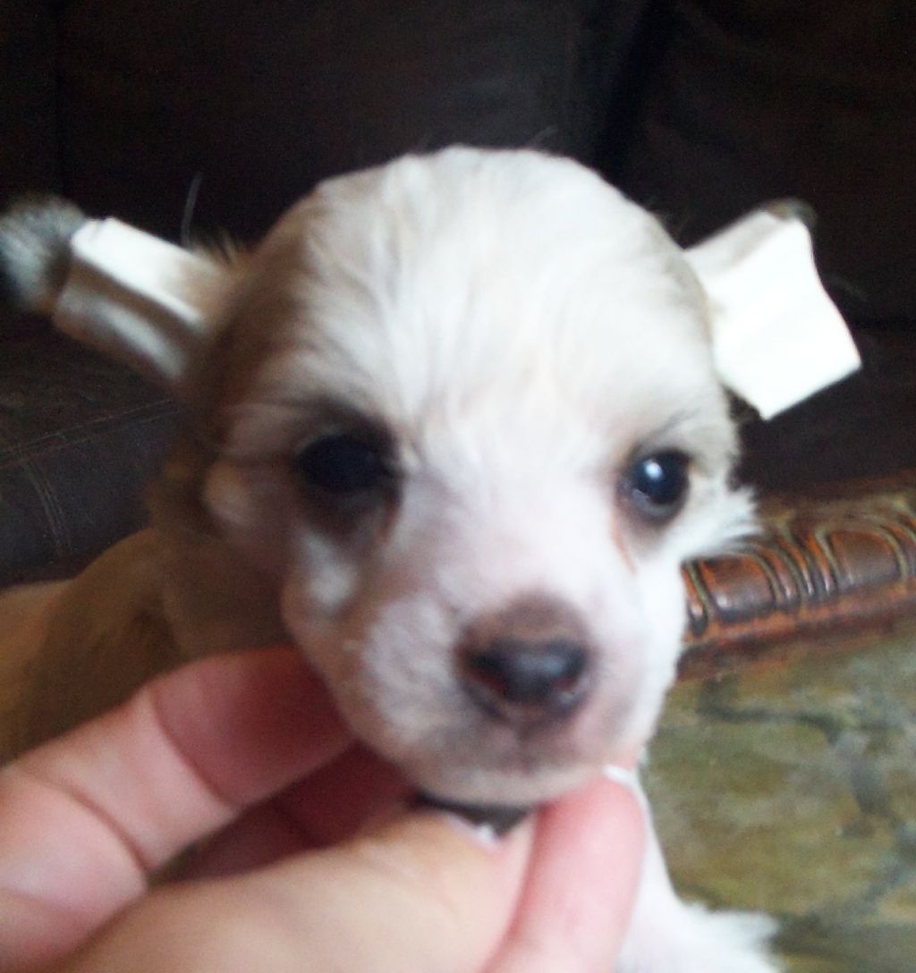 Creekside's I Saw Sparks