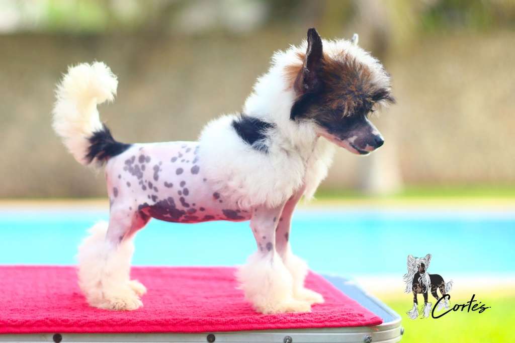 Aurora Flying High (Cortes)