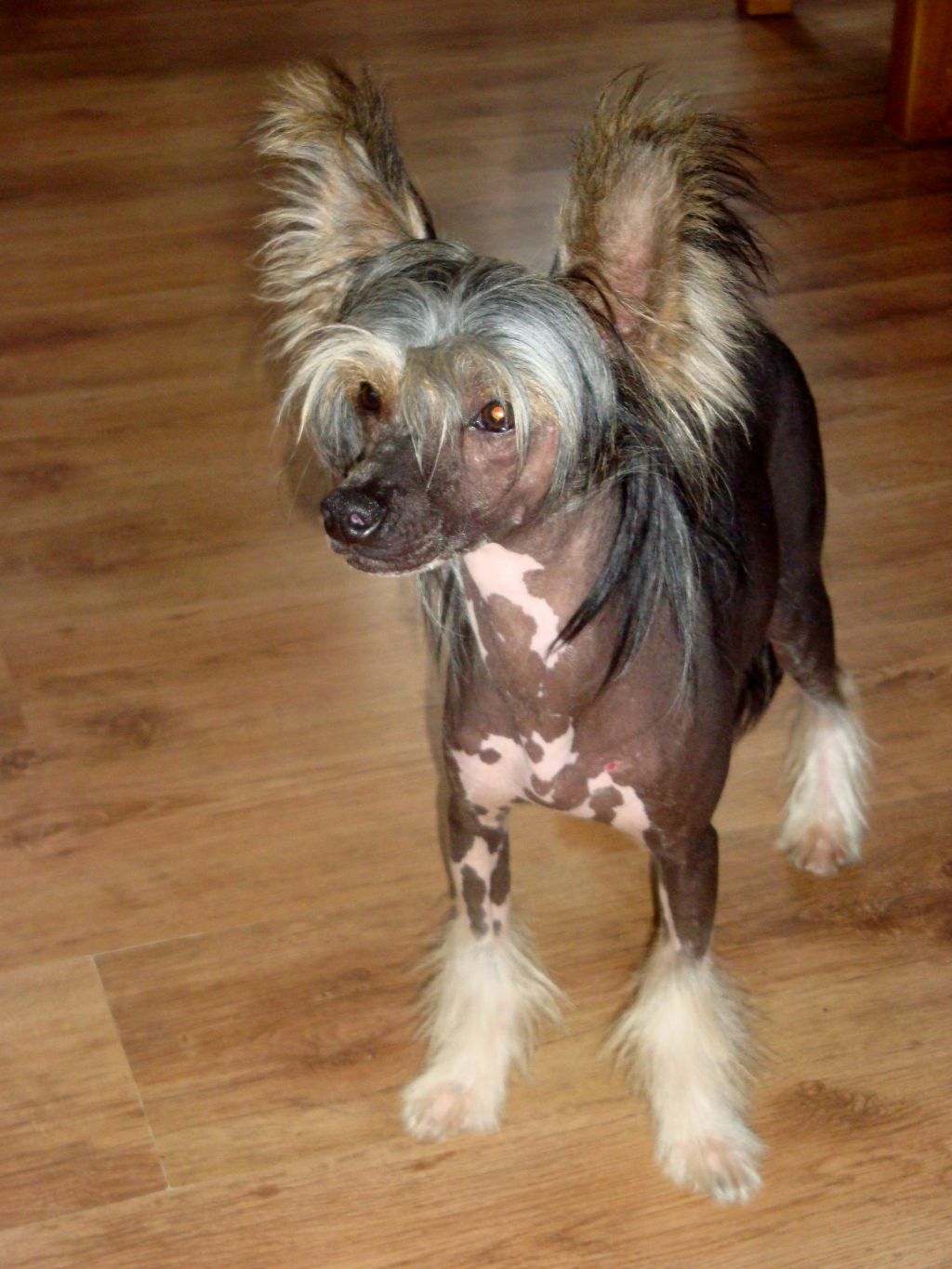  Touch Beauty  Black Label  for Lavandula