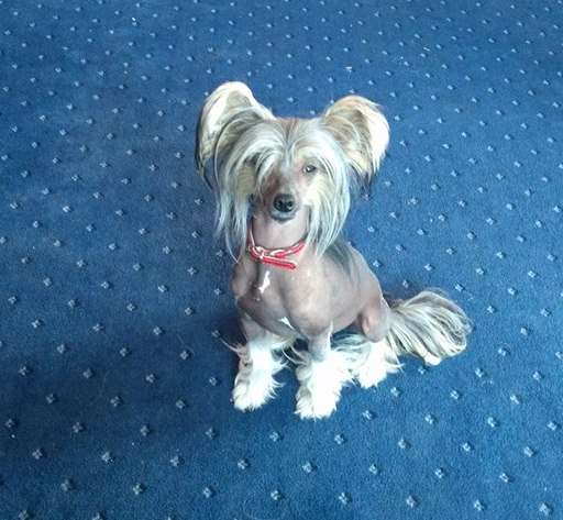 Perelka Exotic World FCI