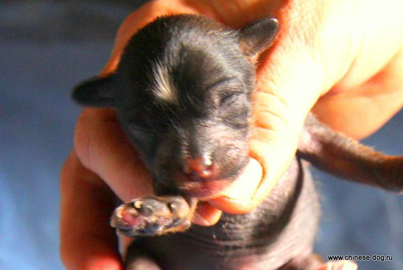 Show Galaktika Ariya