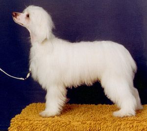 Tenderlove N'Care's Anakinskywalker