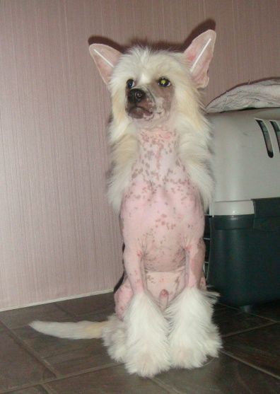 Buffo Piccolo Money Stream