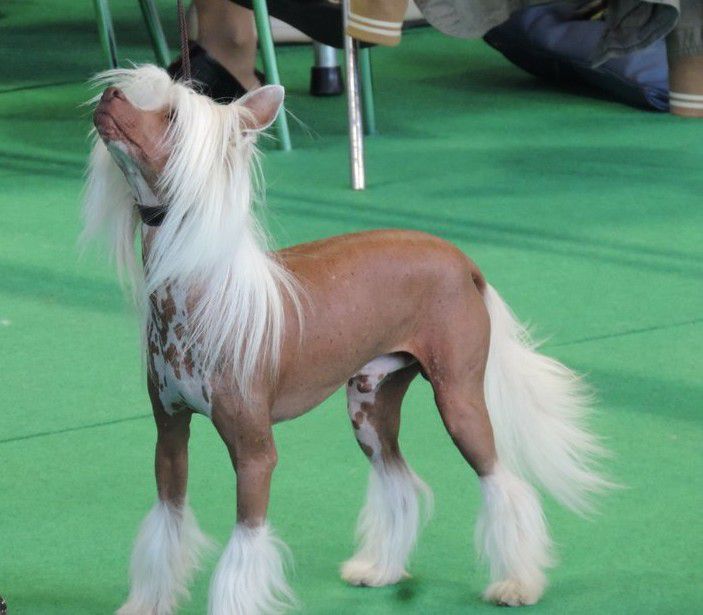 Heretik My Little Guy Du Coeur Des Tenebres