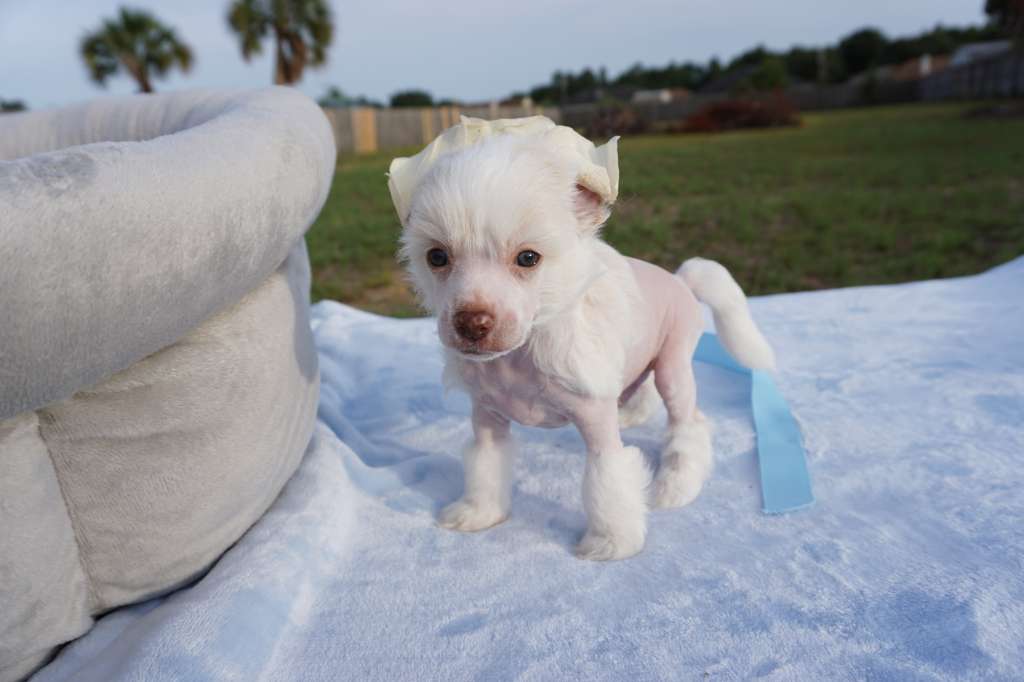 Magic Cresteds Beijing King of My Heart