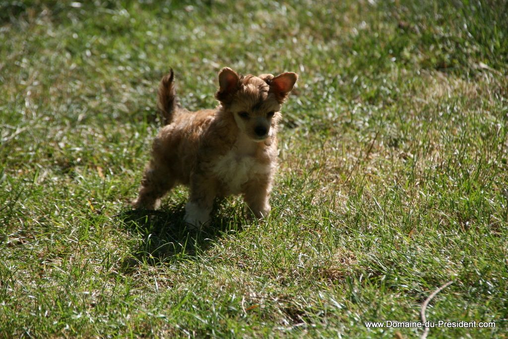 Gregory Goyle du Domaine du Président