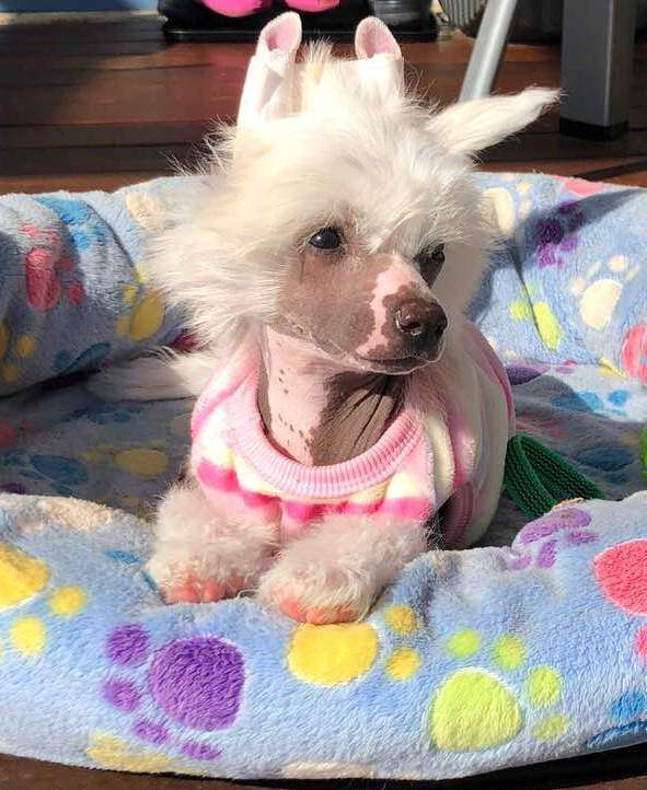 Joy Of Life Caramella's Family