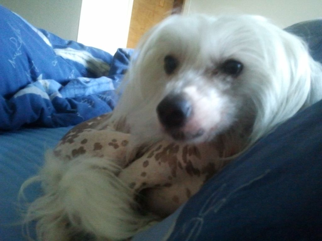 Kaunisvirran Viola Viehkeä