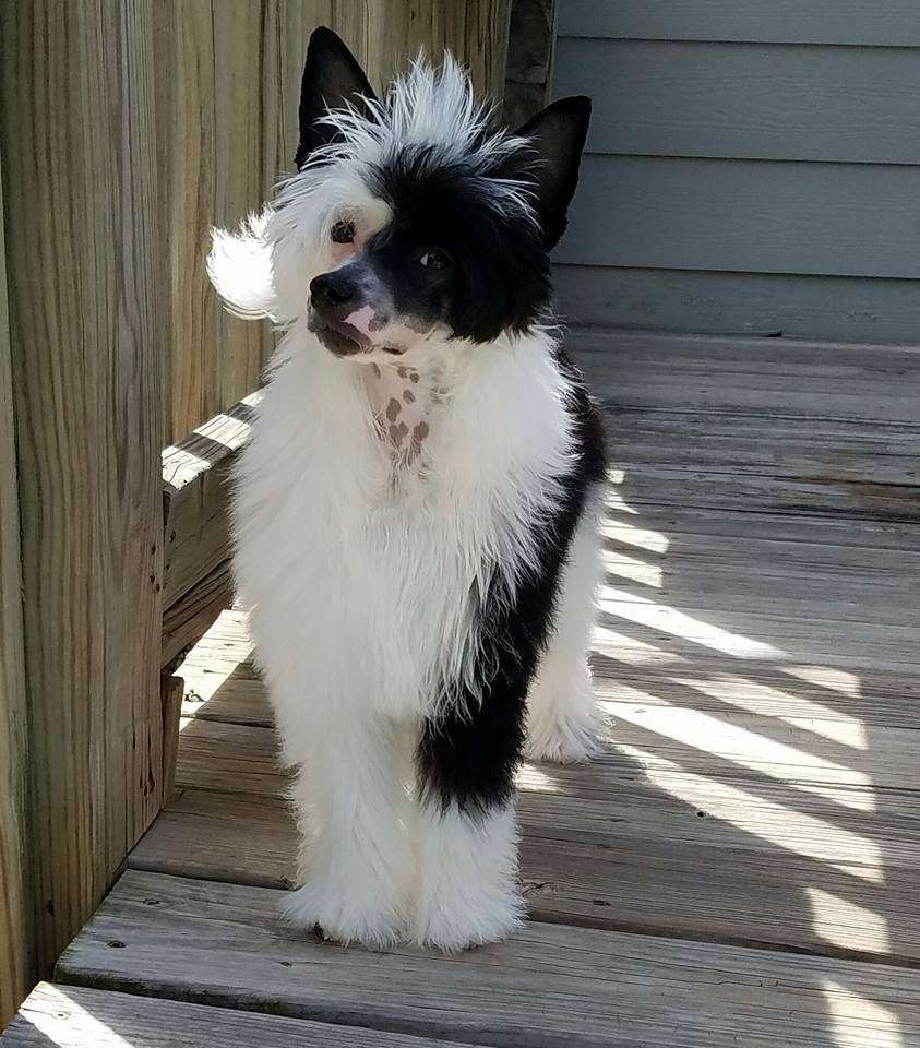 Ch Rock Star's Formal Affair by Jove