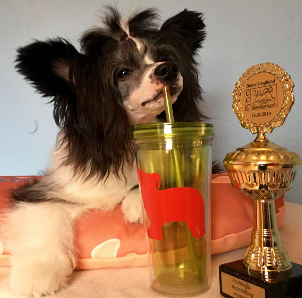 Incanto Del Mondo Chase and Catch Up