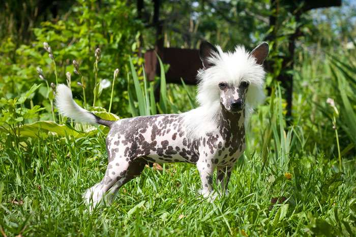 Status Imperial Paradox