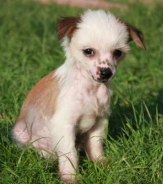 Veselaya Mozaika Vesnushka