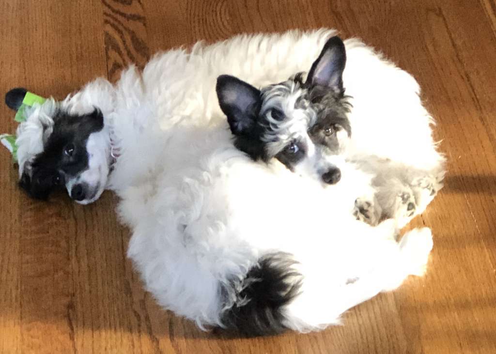 Belews Cross My Heart