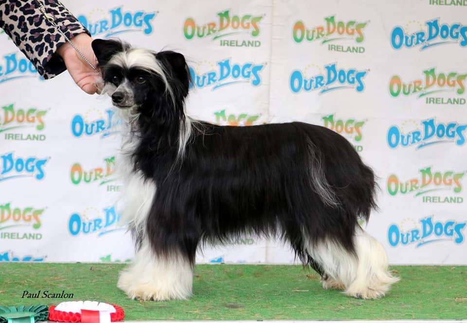 Cladary Triumph Hana Hina Lis