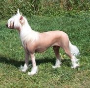 Yrar Chim Chim Cherree