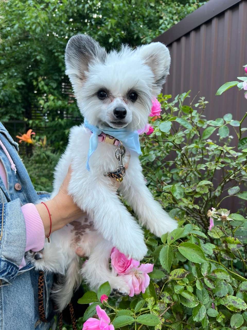 Istinnaya Panda iz Sozvezdiya Khana