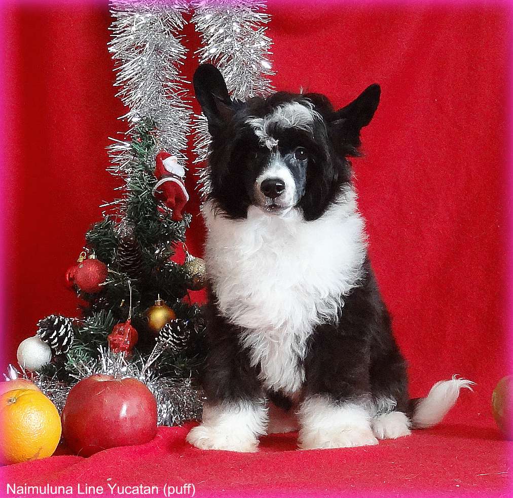 Naimuluna Line Yucatan (puff)