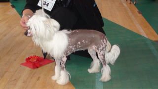 Sigyns Elle For Renedream