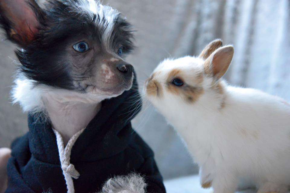 Mc Laren Little Charmings (bleu eye).