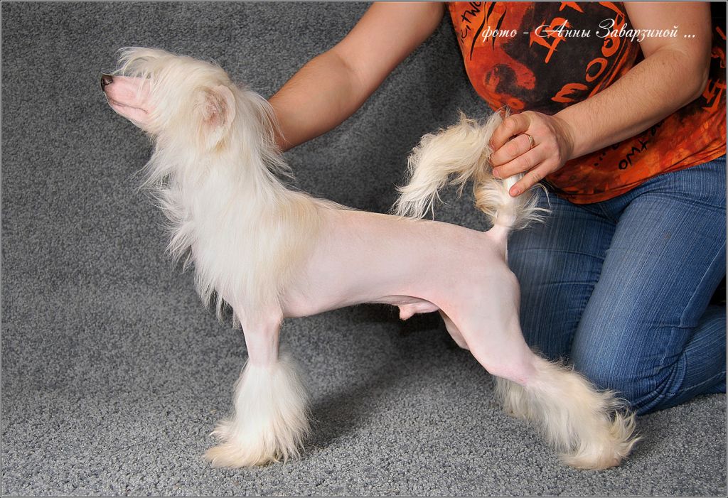 Volshebnaja Loshadka Forwards