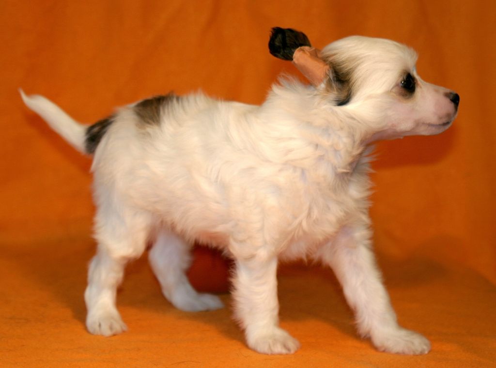 Blaze of Glory von der Sturmhöhe