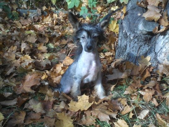 Iber of Matamoros Al Maarii Sapphire