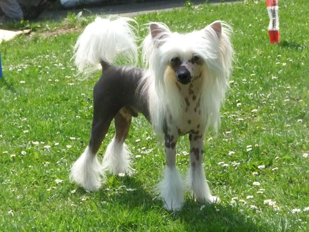 Caspar von Dolce Diamante