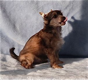 TaÏ Mandchou's Hindian Summer