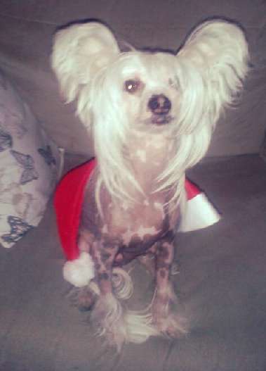 Cat's China Dogs Top Threat