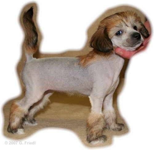 Family Song's Annabelle