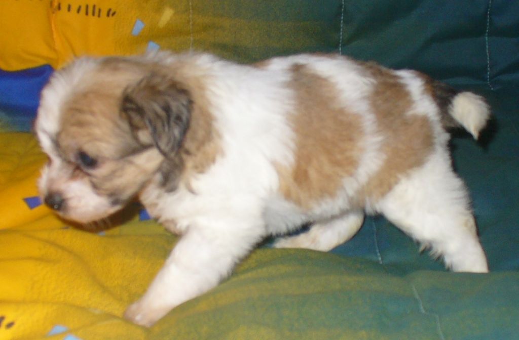 Lauto Armonia di Colori