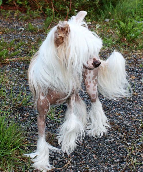 Trønderpia's Inspire Me