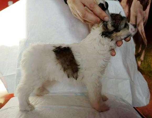 Love Parade In Demon Ognia