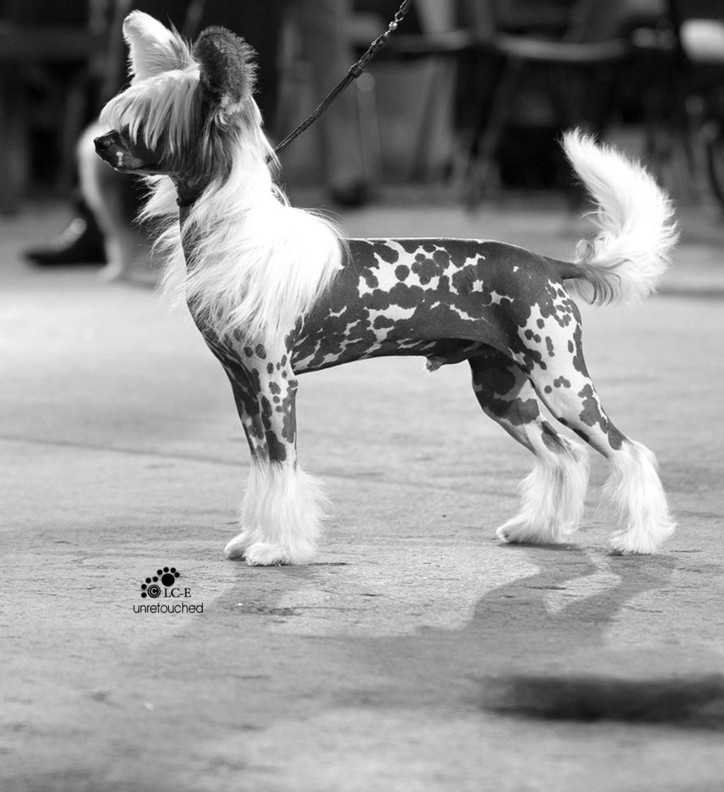 Vanitonia Wot's Occuring