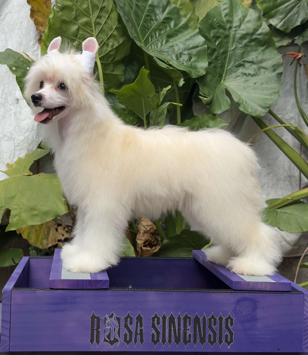 Rosa sinensis of Sparkling