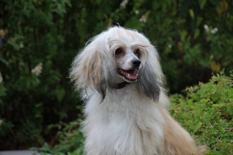 Lady Buck's Amazing Little Bear