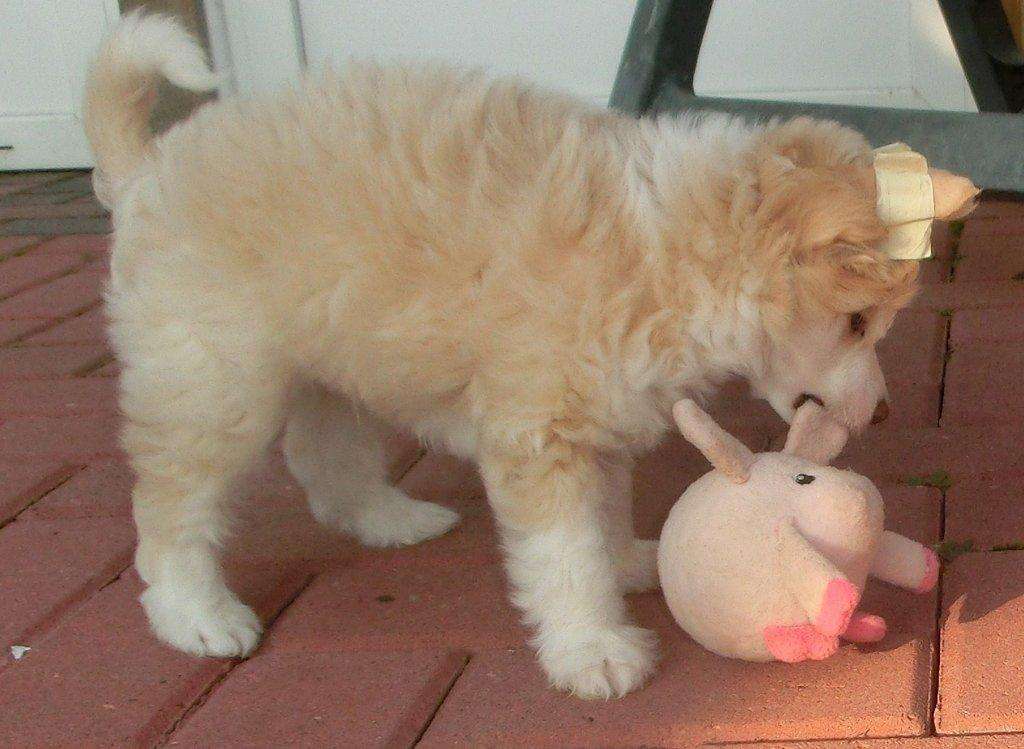 Badshah vom Apfelland