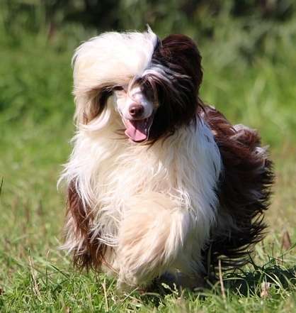 Ramelika Glamor iz Clana Timurlana