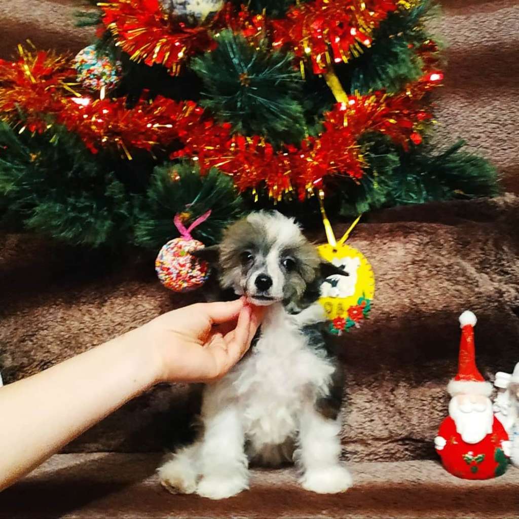 Family Mar'S Jermen Sofi