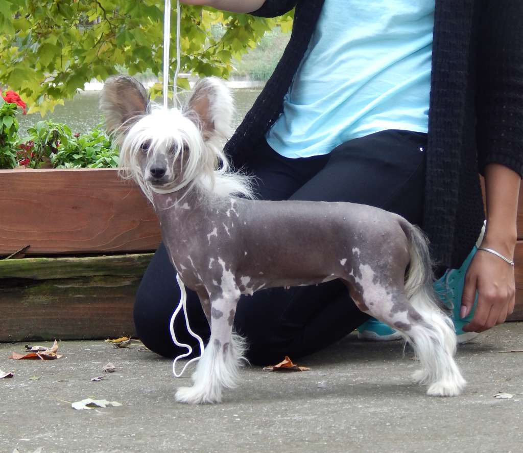 Clara Nimpha Mali Zmaj